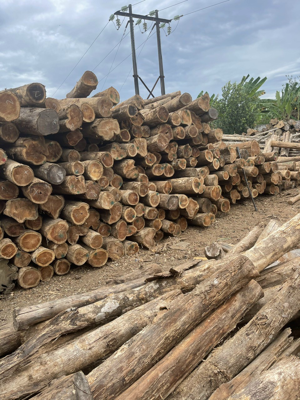 Xẻ gỗ dầu đỏ, gỗ dầu xây dựng, gỗ dầu giá xưởng TPHCM